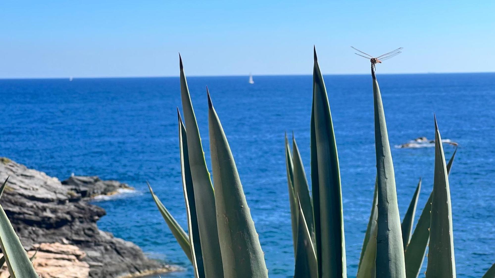 Punta Prima - Sun & Beach & Golf & Bike - Spanish South-Facing Terrace Apartment - La Recoleta - By The Sea Torrevieja Exterior foto